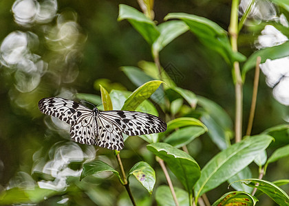 迪斯纳尼尚蒂尼马哈加马奇布特苍蝇植物荒野蝴蝶动物群老虎翅膀花园昆虫胸部宏观图片