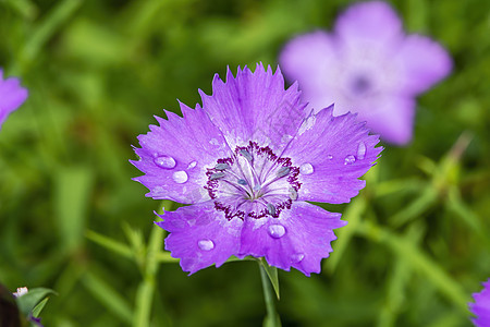 Dianthus 和 murencis 西比蓝蓝色薰衣草季节宏观植物花粉园艺花瓣紫色花头香味图片