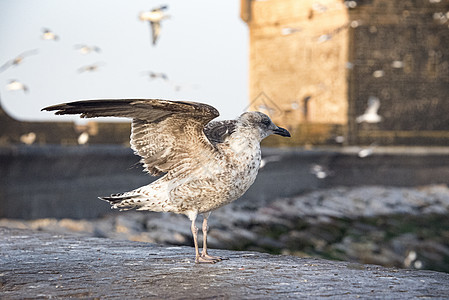港口墙上年轻的海鸥伸展翅膀图片