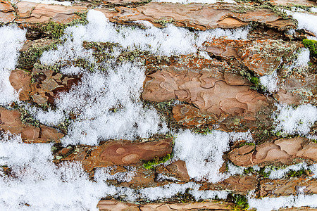 用雪纹理盖的松树树皮天气气候冻结苔藓降雪绿色森林季节性季节棕色图片
