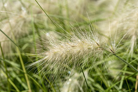 Pennisetum 奶油瀑布Cream Falls植物花瓣园艺家庭花坛季节喷泉花园环境花头图片