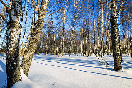 冬季晚上在Birch森林过冬阴影环境日落晴天松树阳光公园天空场景太阳图片