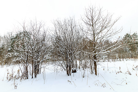 树上铺满了积雪白色场地仙境绿色树木森林木头场景天空季节图片