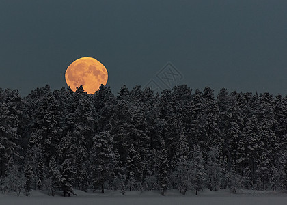 月亮挂在树上天空中 在下雪 冬天 陆地星星天气日落森林场景树木蓝色星系月光云杉图片