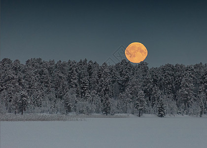 月亮挂在树上天空中 在下雪 冬天 陆地日落蓝色季节星星场景太阳天气树木月光森林图片