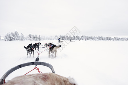 从雪橇上看到 乌斯基人队的跑步声活动旅游运动行动冒险马具团队竞赛小狗犬类图片