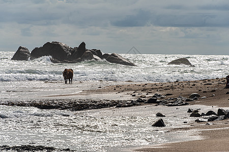 棕色牛 有扭曲的角 在海滩上穿过浅水热带海岸假期支撑风景动物岩石天空哺乳动物蓝色图片