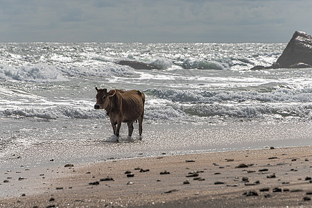 棕色牛 有扭曲的角 在海滩上穿过浅水农业热带风景农场假期荒野支撑海景动物哺乳动物图片