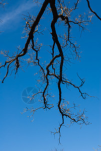 天空上的分形树枝树木森林枝条季节分支机构木头树梢灰色棕色生长图片