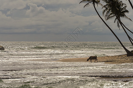 棕色牛 有扭曲的角 在海滩上穿过浅水岩石旅游热带哺乳动物海景波浪假期沙滩蓝色绳索图片