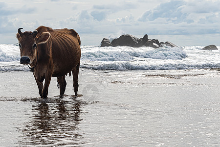 棕色牛 有扭曲的角 在海滩上穿过浅水风景哺乳动物蓝色奶牛绳索旅游假期波浪沙滩喇叭图片