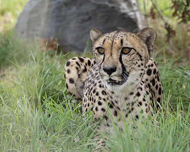 被囚禁的Cheetah皮肤猫科眼睛捕食者大草原斑点国家哺乳动物毛皮配种图片
