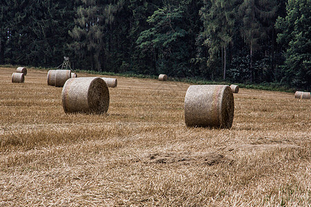 秋天田地上草草的巴勒斯田野棕色蓝色垃圾稻草天空边缘树木森林农民图片