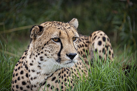 被囚禁的Cheetah配种动物园哺乳动物濒危大草原猫科国家皮肤捕食者猎人图片