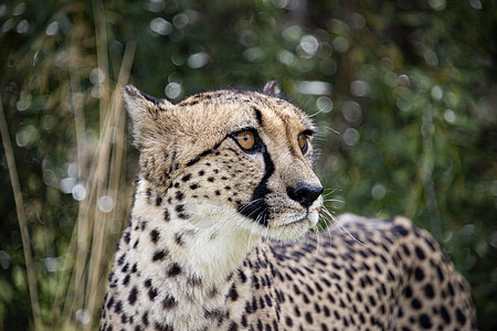 被囚禁的Cheetah捕食者动物动物园荒野国家食肉哺乳动物大草原猎豹濒危图片