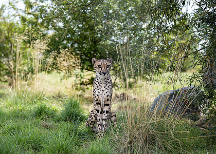 被囚禁的Cheetah动物园哺乳动物皮肤野生动物国家濒危猎人动物毛皮猎豹图片