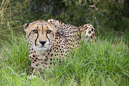 被囚禁的Cheetah野生动物动物毛皮濒危大草原食肉捕食者配种皮肤猎豹图片