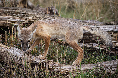 被囚禁的科萨克福克斯警报哺乳动物半沙漠狐狸头发眼睛荒野白色鼻子毛皮图片
