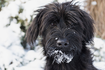 可爱的雪地肖像史诺泽狗狗狗图片