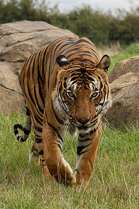 被囚禁的雄马力虎哺乳动物毛皮耳朵力量濒危动物老虎胡须捕食者猎人图片
