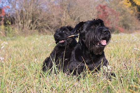 一对可爱的小小狗 和巨人黑史诺泽的老狗图片