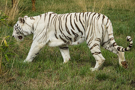 被囚禁的女性白老虎食肉活力力量危险丛林荒野捕食者野生动物动物野猫图片