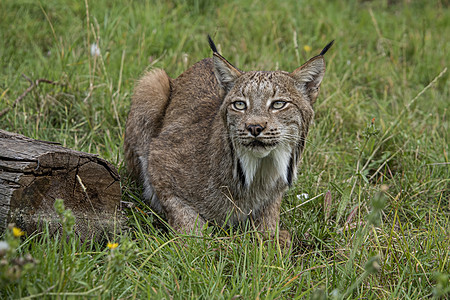 被囚禁的Candian人私产树木捕食者眼睛野猫荒野森林猎人簇绒大猫动物图片