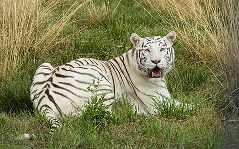 被囚禁的女性白老虎活力眼睛哺乳动物食肉濒危动物力量猎人野生动物捕食者图片