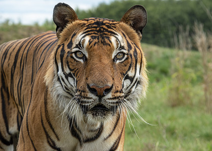 被囚禁的雄马力虎动物野生动物哺乳动物耳朵猎人毛皮胡须鼻子危险老虎图片