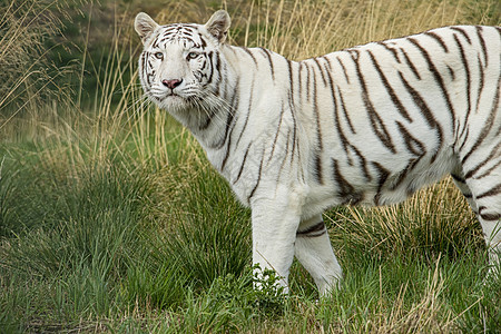 被囚禁的女性白老虎野生动物眼睛濒危动物园猫科力量胡须活力捕食者动物图片