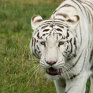 被囚禁的女性白老虎哺乳动物动物野生动物猫科丛林眼睛毛皮胡须荒野猎人图片