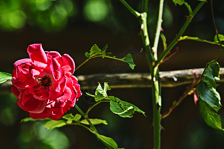 葡萄树上的红玫瑰图片
