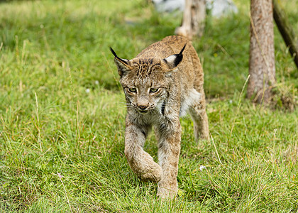 被囚禁的Candian人私产森林野猫树木山猫毛皮食肉耳朵荒野动物眼睛图片