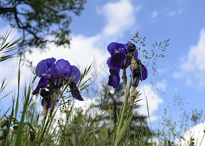 紫色 Iris 的图片