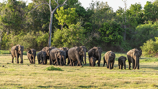 亚裔大象小群回到树线上草地树木国家天空森林农业哺乳动物厚皮大草原荒野图片