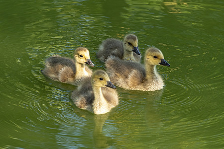 4只鸭子在的护河中游泳公园小鸡嘎嘎羽毛池塘野生动物荒野小鸭子动物团体图片