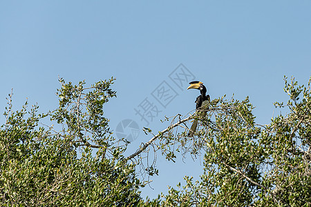 坐在一棵树上天空蓝色荒野动物群羽毛摄影野生动物环境旅行花斑图片