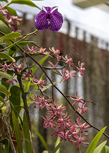 兰花盛开种子植物花瓣植物群热带花园异国情调植物学紫红色图片