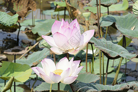 莲花鲜花盛开坚果百合食物植物群水池种子市场植物学池塘瑜伽图片