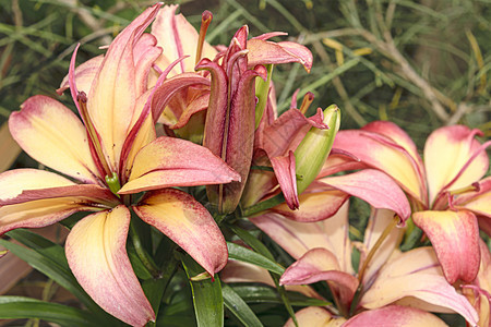 百合品种植物季节花园老虎植物学宏观生长花粉兰花植物群图片