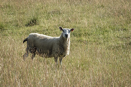 在露天农田放牧的牛羊动物哺乳动物白色羊毛场地乡村农业羊肉母羊绿色图片
