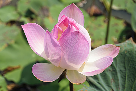 单莲花植物奉献百合水池坚果寺庙种子荷花瑜伽植物学图片