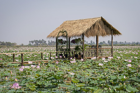 土生土长的棚子坐在湖里 满是莲花食物天空植物群种子旅行叶子农场坚果百合花草图片