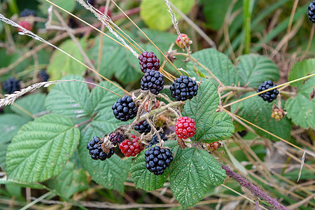 在灌木丛中生长的野黑莓花园荒野衬套绿色黑色植物红色水果食物图片