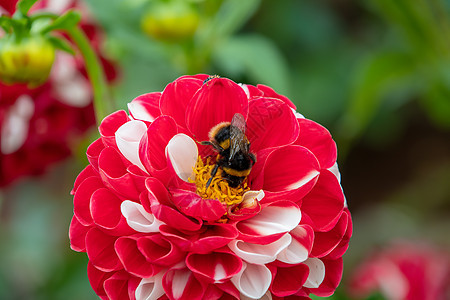 在大红白Dahlia花朵上收集蜜蜂花粉图片