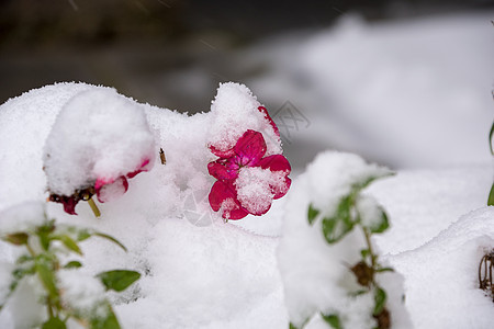 覆盖的地表雪图片