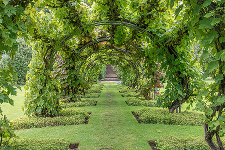 拱门上的葡萄藤葡萄园植物绿色食物生长藤蔓叶子树叶白色收成图片