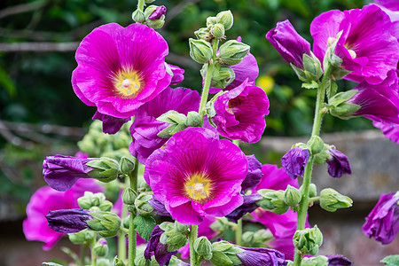 花园中的普通霍霍霍克Alcea玫瑰粉色植物群蔷薇绿色红色花粉植物花瓣栗色图片