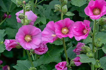 花园中的普通霍霍霍克Alcea玫瑰蔷薇花瓣植物栗色植物群绿色粉色红色花粉图片