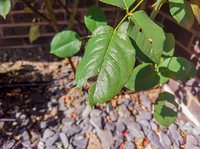 虫害害虫对植物叶的损害树叶绿色昆虫鼻涕虫花园叶子图片